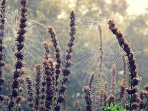 Plants, Web, dry
