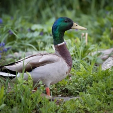 Plants, Flowers, drake, crossing, Bird