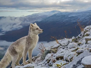 snow, Arctic Fox, Plants, Mountains, dry, Stones