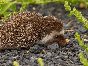 Plants, hedgehog, gravel