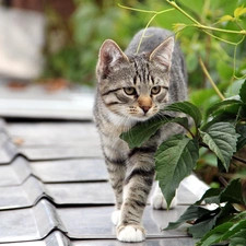 Gray, the roof, Plants, cat