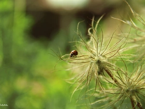 Plants, ladybird, Insect