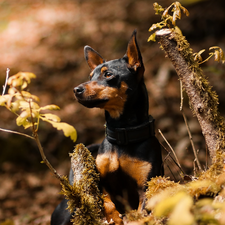 Plants, Leaf, miniature Pinscher, trees, dog