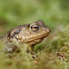 Moss, strange frog, Plants