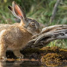 Wild Rabbit, water, Plants, trees