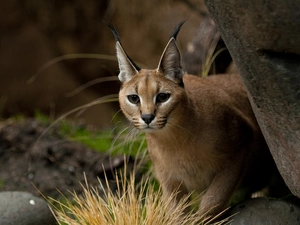 Plants, Caracal, Rocks