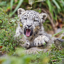yawning, Plants, Rocks, snow leopard