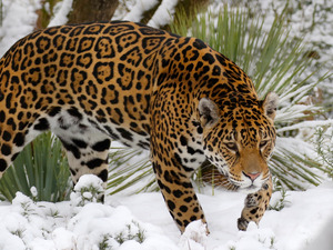 Plants, Jaguar, snow
