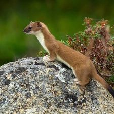 Plants, marten, Stone