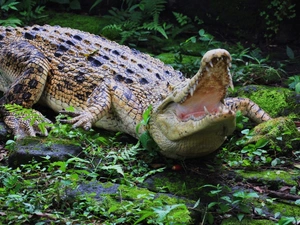 Plants, Crocodile, Stones
