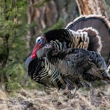 viewes, plants, turkeys, trees, birds