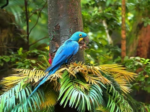 parrot, Plants, Twigs, Hyacinth Macaw