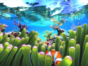 underwater, Clown, cay, Plants
