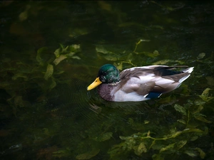 duck, Plants, water, Pond - car