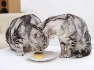 plate, cats, pudding