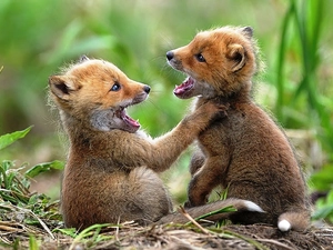 Two cars, foxes, play, little doggies