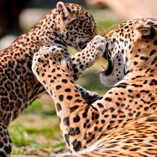 Leopard, play