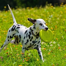 Meadow, Dalmatian, play, dog