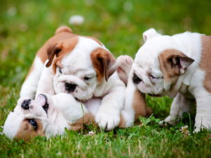 Bulldogs, Three, Meadow, play, English, Puppies