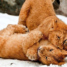 play, snow, young, lions, Two cars