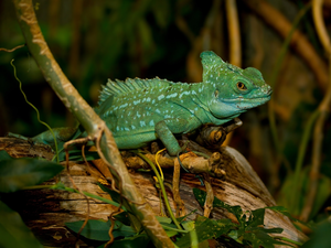 Plumed Basilisk, Plants