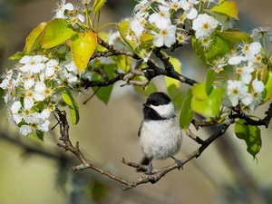 Poecile Carolinensis