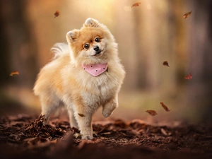 Leaf, point, dog-collar, dog