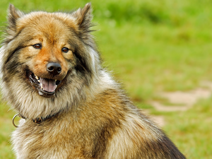 dog, Eurasier, Smile, point