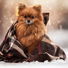 dog, coverlet, snow, point
