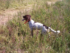 Meadow, Small Munsterlander Pointer, Small Munsterlander