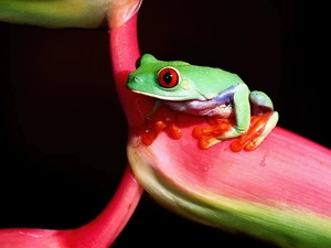 Poison, strange frog