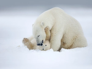 snow, little bear, polar, she-bear