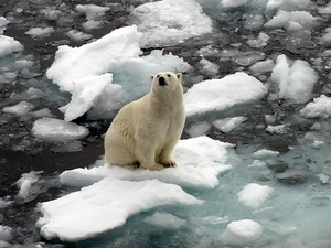 Bear, water, Kry, polar