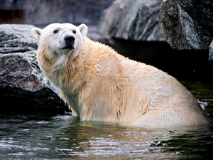 Bear, water, rocks, polar