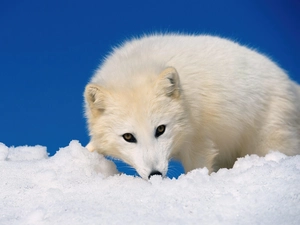 polar, White, Fox