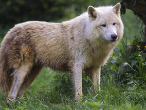 Polar Wolf, grass