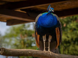 Pole, Bird, peacock