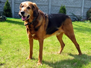 polish, Hound, Chase