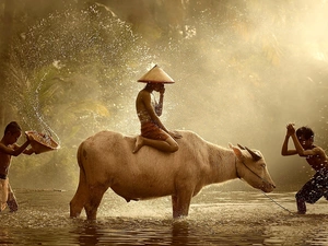 Kids, Pond - car, play, buffalo
