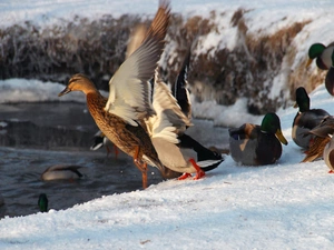 wild, Pond - car, snow, ducks
