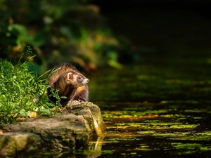 Stones, grass, lake, Pond - car, ferret