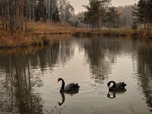 Pond - car, viewes, Black, forest, trees, Two cars, Swan
