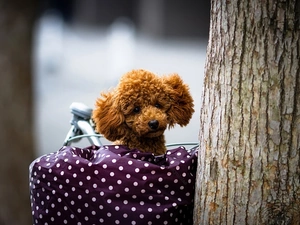 poodle, basket