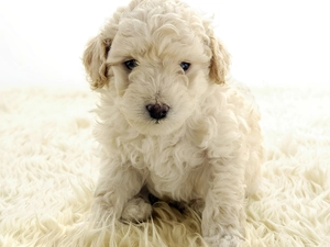 poodle, White, Puppy