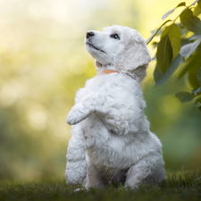 White, poodle, Leaf, pud, Bush, Puppy, dog, grass