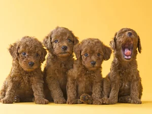 Poodles, four, puppies