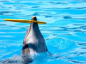dolphin, rim, show, Pool