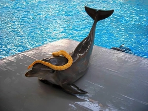 Pool, dolphin, Snake