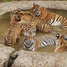 tigress, Pool