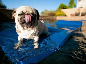 Pool, pug, Tounge
